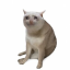 CASHCAT Logo